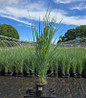 Smoking Gun Switch Grass in pot