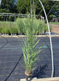 Gunsmoke Switch Grass #1 pot