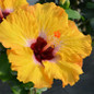 Hollywood Hibiscus™ Golden Globe™ Tropical Hibiscus flower close up