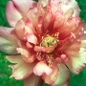 Julia Rose Itoh Peony flower close up