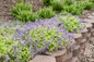 Lemon Purrfection Catmint purple flower