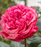 Loves Me, Loves Me Not™ Tea Rose flower focus