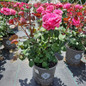 ROSA LOVES ME LOVES ME NOT Flowering in the Nursery June 5th