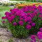 Luminary® Ultraviolet Tall Garden Phlox full of blooms