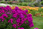 Luminary® Ultraviolet Tall Garden Phlox purple bloom