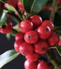 Magical® Amore Holly in the landscape
