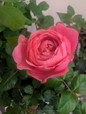 Martha Stewart™ Tea Rose Flower and Foliage