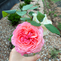 Martha Stewart™ Tea Rose