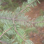 Meyer Spruce needle like foliage