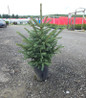 Meyer's Spruce #3 pot