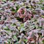 Midnight Oil Eastern Beebalm foliage close up