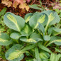 Mouseketeer Hosta in garden