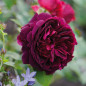 Single Munstead Wood® velvety crimson bloom, close-up