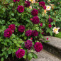 Munstead Wood® rose bush by a stone path