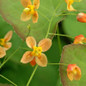 Orange Queen Epimedium flower close up