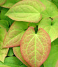 Orange Queen Epimedium variegated foliage