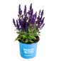 salvia perpetual purple in Bloomin' Easy pot