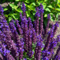 salvia perpetual purple in the garden