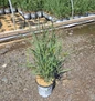 Prairie Winds® October Sky Switch Grass #1 pot