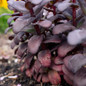 sedum puff pastry raspberry dark red foliage