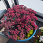 sedum puff pastry raspberry in outdoor setting
