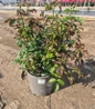 Romantica® Ball Gown™ hybrid tea rose in pot