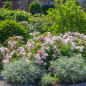 Garden border filled with pale pink roses