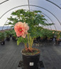 Scrumdidleyumptious Itoh Peony in nursery