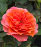 Showpiece™ Orange Fragrant Shrub Rose flower close up
