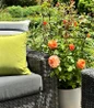 Showpiece™ Orange Fragrant Shrub Rose in outdoor balcony