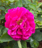 Showpiece™ Purple Fragrant Shrub close up