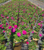 Showpiece™ Purple Fragrant shrub rose #2 pot