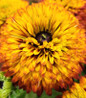 Solar Sisters™ Black-eyed Susan Yellow Flower Petals