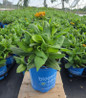 Solar Sisters™ black-eyed Susan in pot