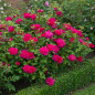 Sophy’s Rose shrub with bright crimson-pink blooms