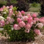 Spring Sizzle® Panicle Hydrangea flowering in garden