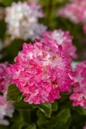 Spring Sizzle Hydrangea deep red flower clusters