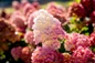 Spring Sizzle Hydrangea pink and red blossoms