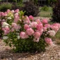 Spring Sizzle Hydrangea colorful flowering garden shrub