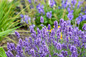 Summer Serenade Lavender flower focus