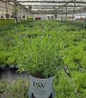 Summer Serenade Lavender #1 nursery pot