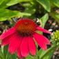 Vintage Lipstick Coneflower bloom close up