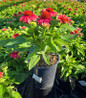 Sunmagic® Vintage Lipstick Coneflower in pot