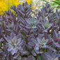 SunSparkler® Sapphire Tuffet Sedum Dark Foliage