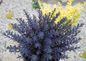 SunSparkler® Sapphire Tuffet Sedum Plant In The Sunlight