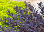 SunSparkler® Sapphire Tuffet Sedum Leaves