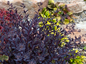 SunSparkler® Sapphire Tuffet Sedum Plant In The Garden