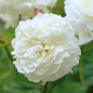 Susan Williams-Ellis™ white rose bloom, close-up