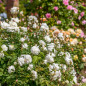 Flowering white rose shrub in mixed border