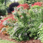 Sweet Emotion Blaze® Hardy Abelia flowering in the garden